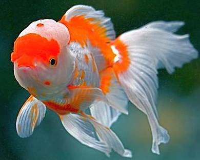 calico oranda goldfish