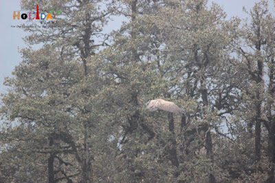 Vulture having a clear advantage Vulture having a clear advantage