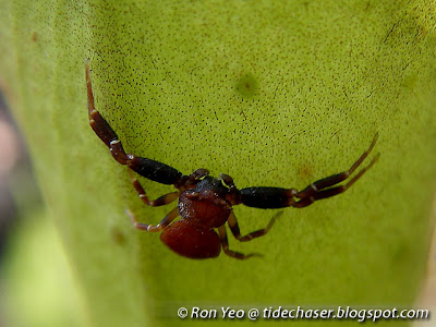 Misumenops Crab Spider (Misumenops sp.)