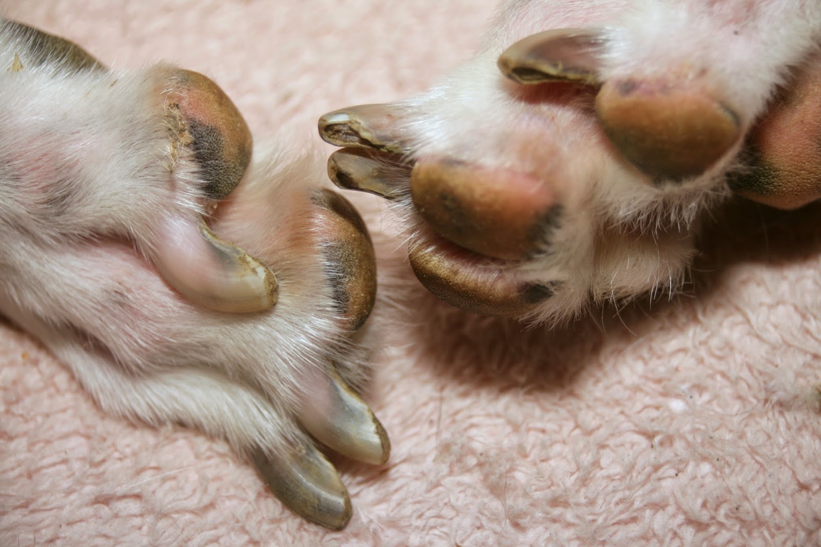 Yes I Know, My Dogs Look Funny Corn Dogs