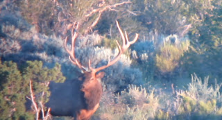 Elk+Hunting+in+Unit+9+with+colburn+and+scott+outfitters+15.jpg