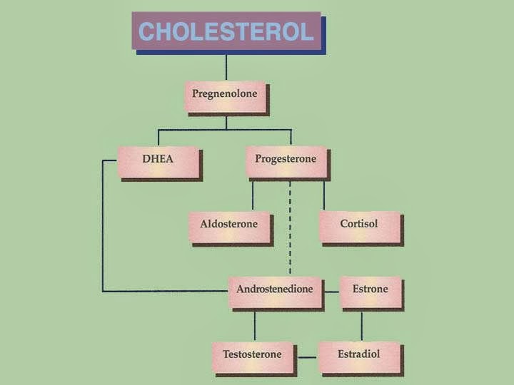 Rosen Wellness Steroid Hormones Part 1 Introduction, Cholesterol