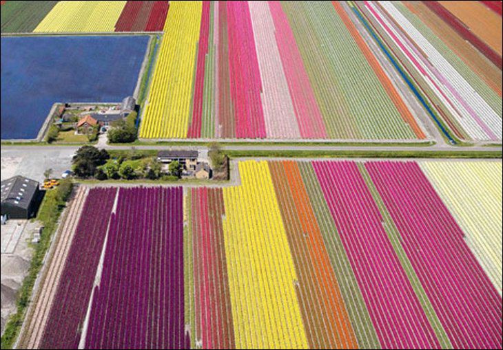 Tulip Garden Seen On www.coolpicturegallery.us Netherland in May Month Seen On www.coolpicturegallery.us