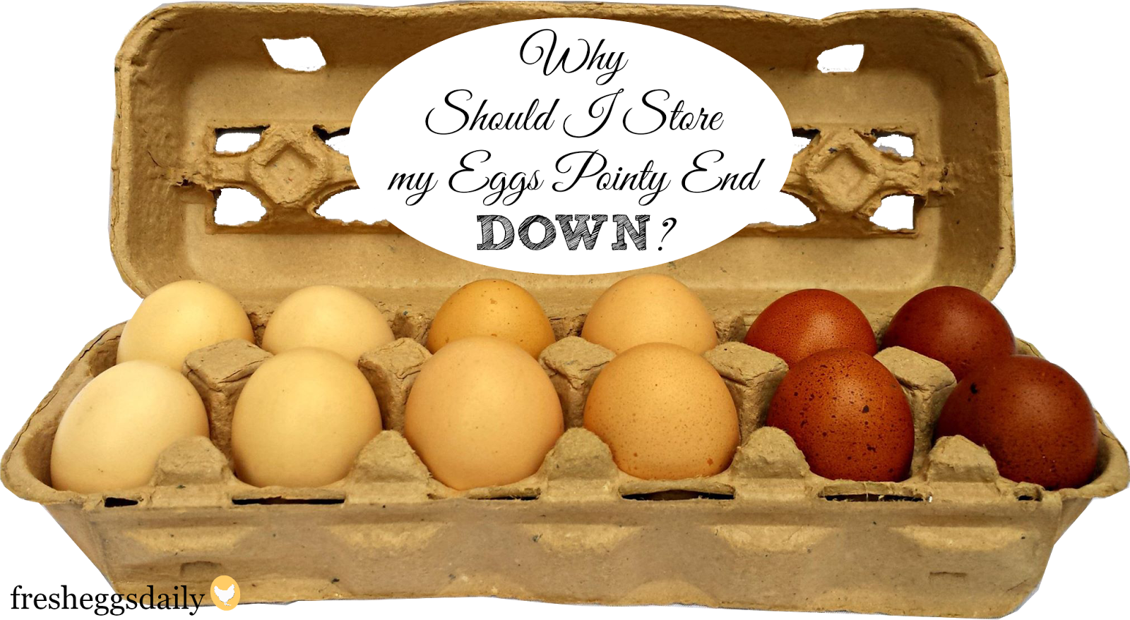 Why Should Eggs Be Stored Pointy End Down? Fresh Eggs Daily® Bloglovin’