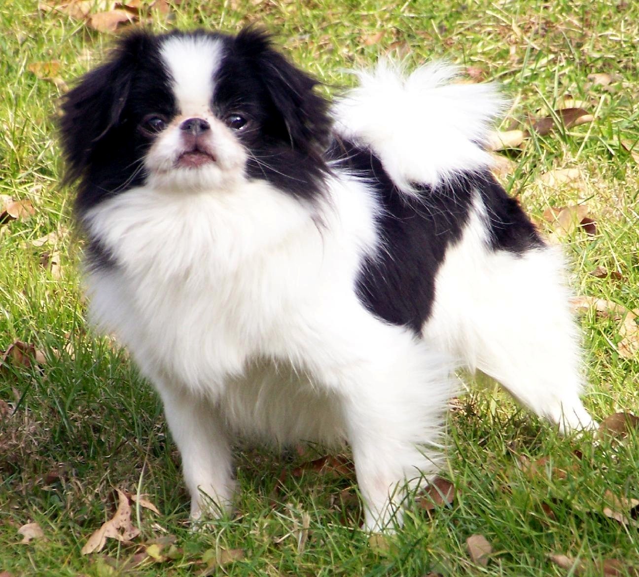 Toy Dog Breeds Pictures and Information