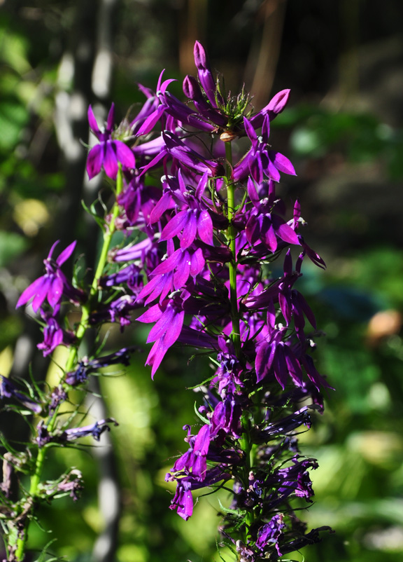 Three Dogs in a Garden L is for Lobelia