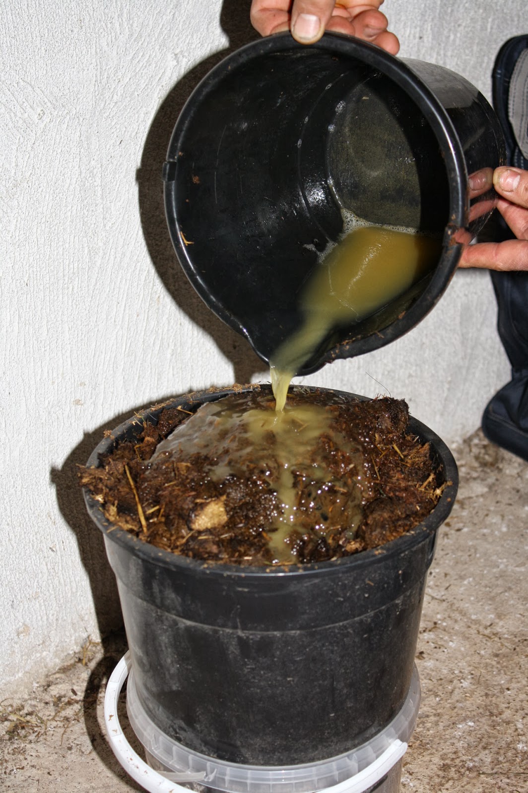 Mulesaw The horse dung (and urine) experiment, part 2.