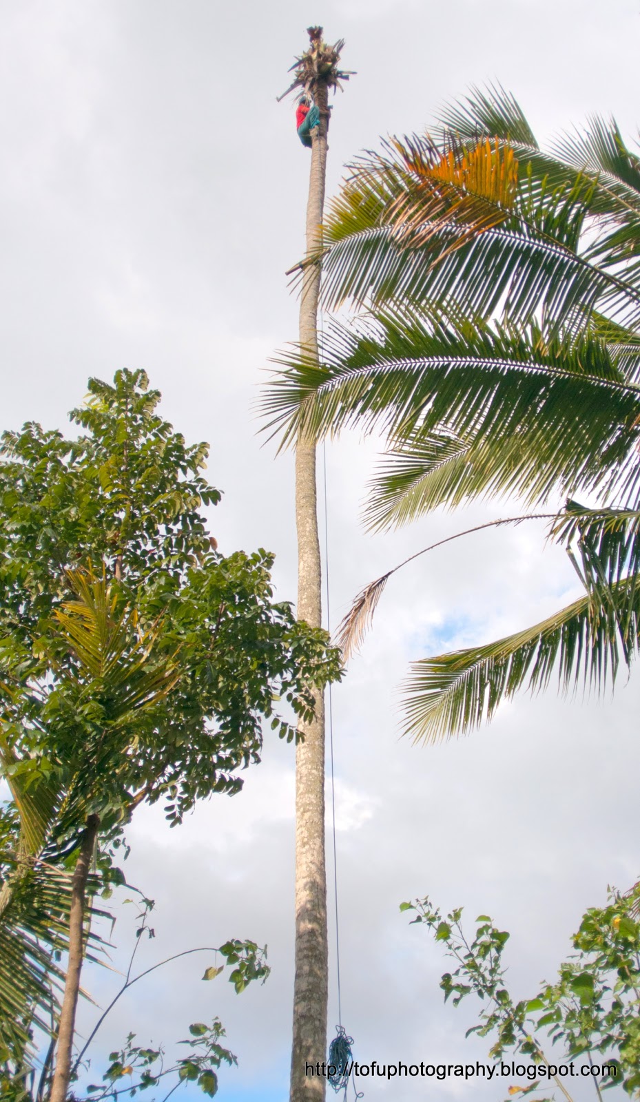 Tofu Photography Cutting down a tall coconut tree