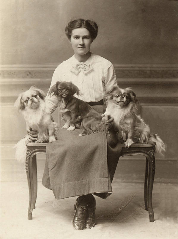 Dog Sterilization Work