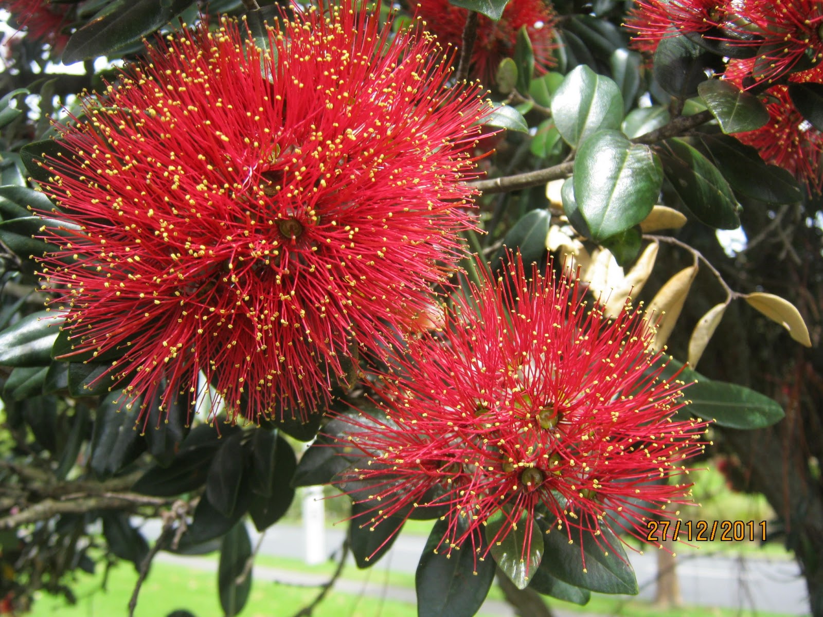 my walk with food and beautiful plants and flowers Pohutukawa New