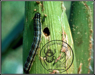 دودة الحشد الخريفية Spodoptera frugiperda إصابة كيزان الذرة بدودة الحشد الخريفية Spodoptera frugiperda