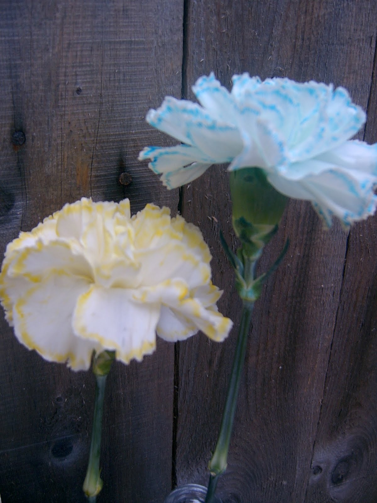 JADA ROO AND HER BROTHER TOO Carnation Science Experiment Rainbows