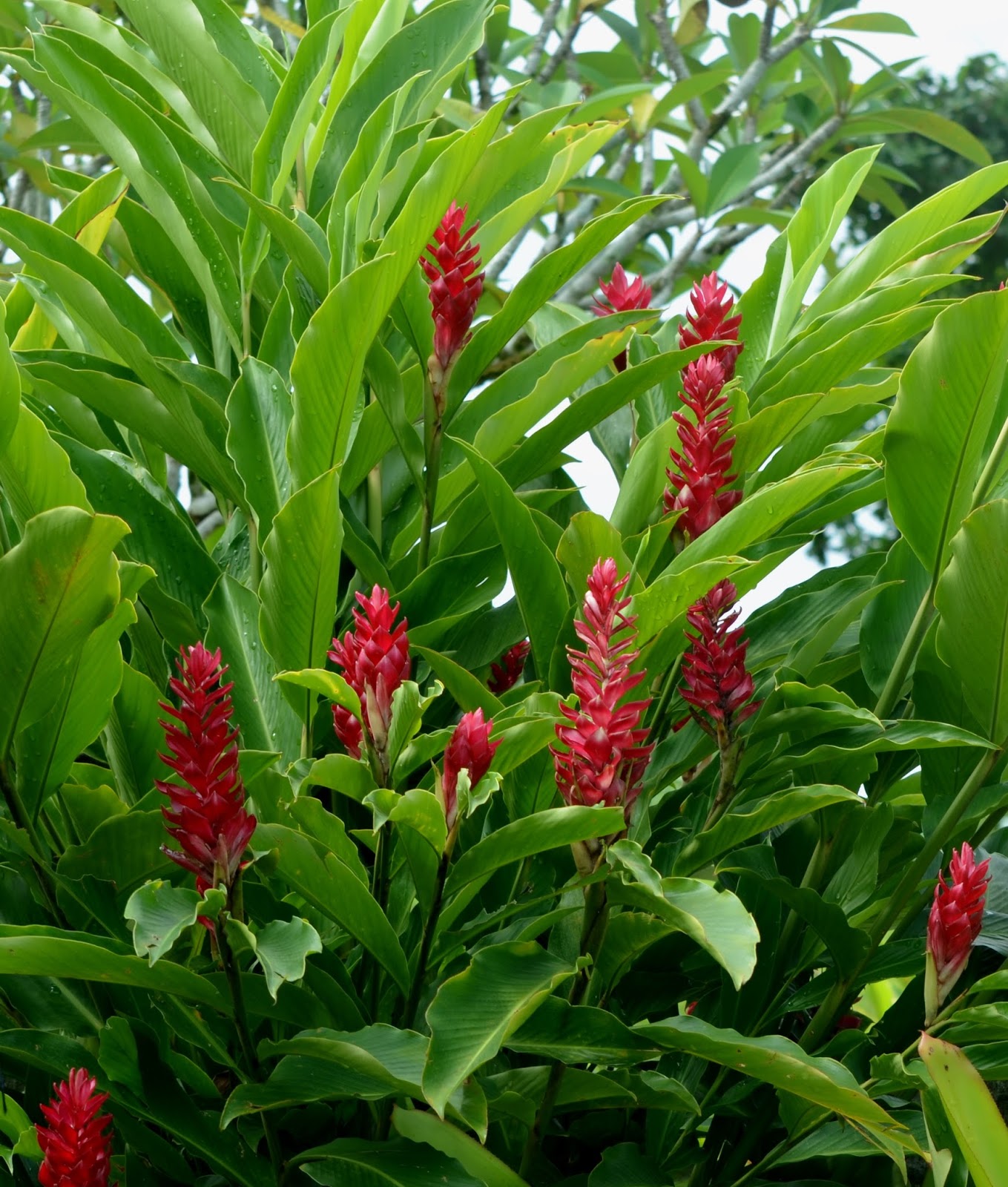 Alpinia; Galanga
