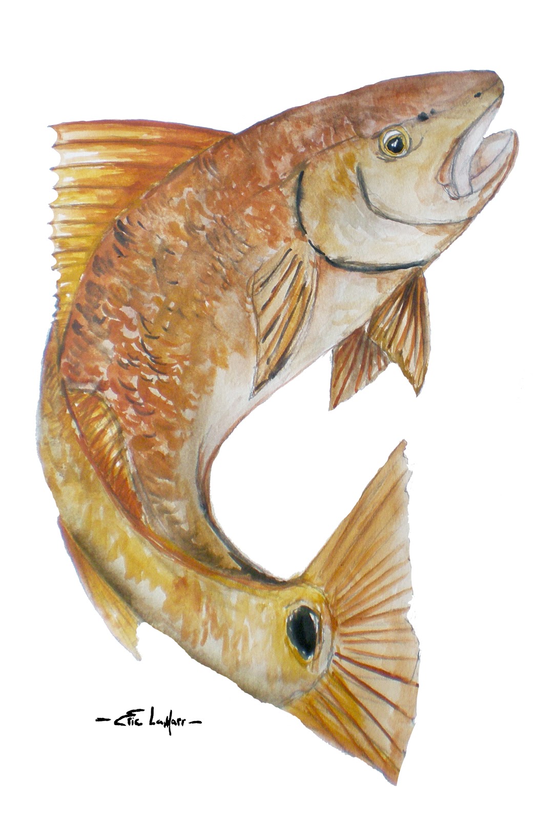 Eric LaMarr " Red Fish" Watercolor, Sold. Prints available.