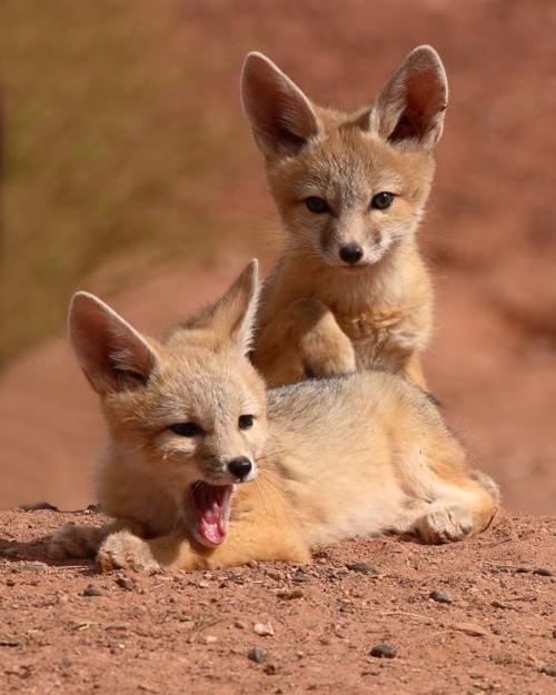 Endangered Earth Blog San Joaquin Kit Fox