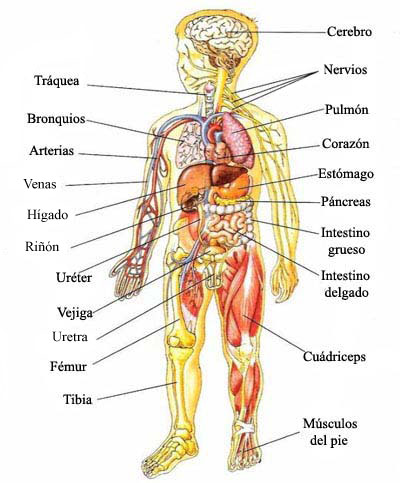 DIBUJO ILUSTRADO PARTE CUERPO HUMANO dibujo ilustrado parte cuerpo humano: