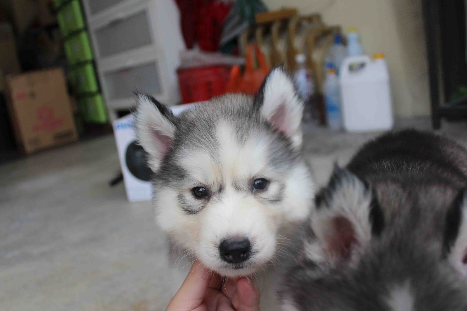 LovelyPuppy Double Coat Wooly Husky Puppy