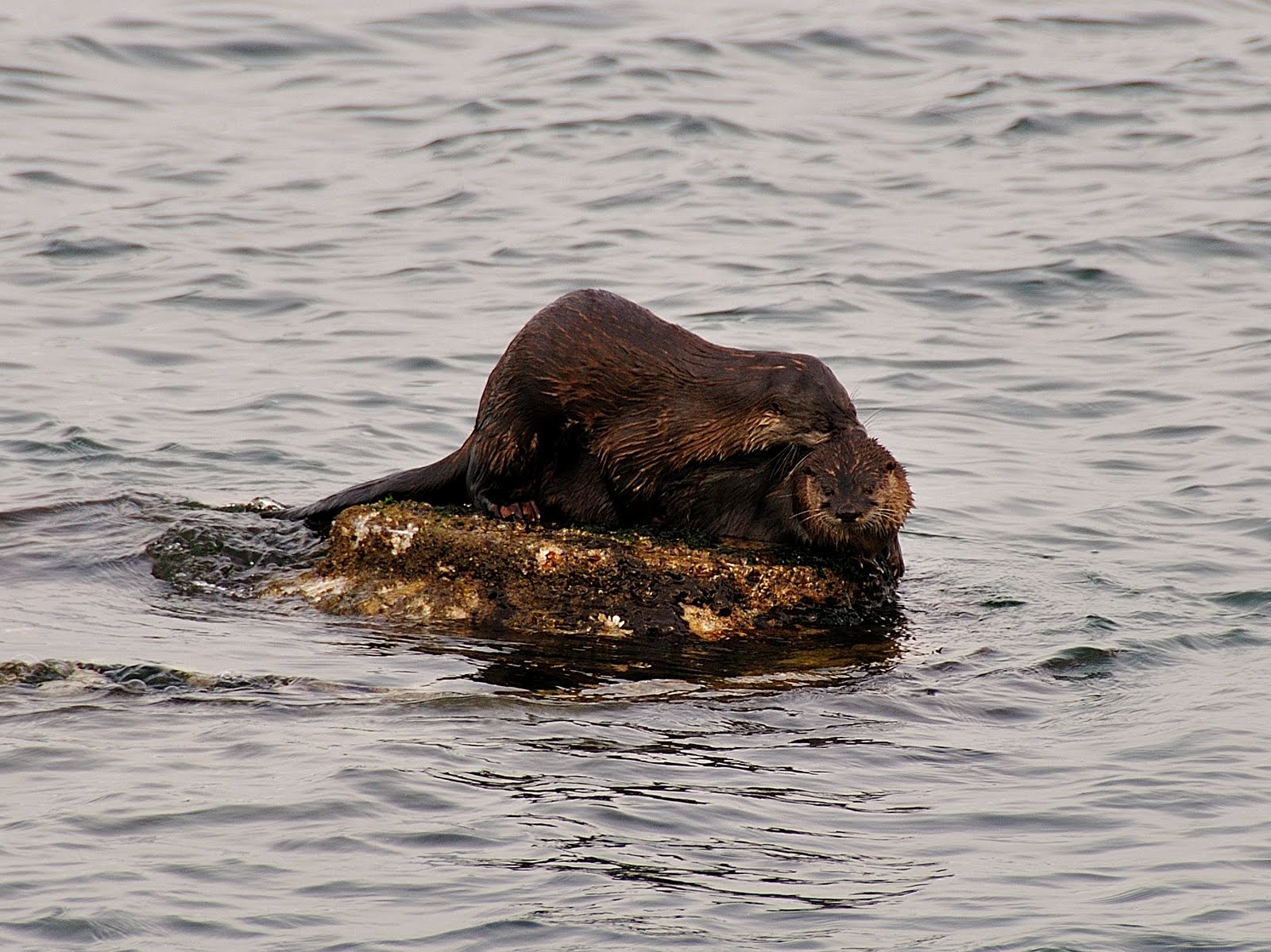 River Otter Habitat - Viewing Gallery