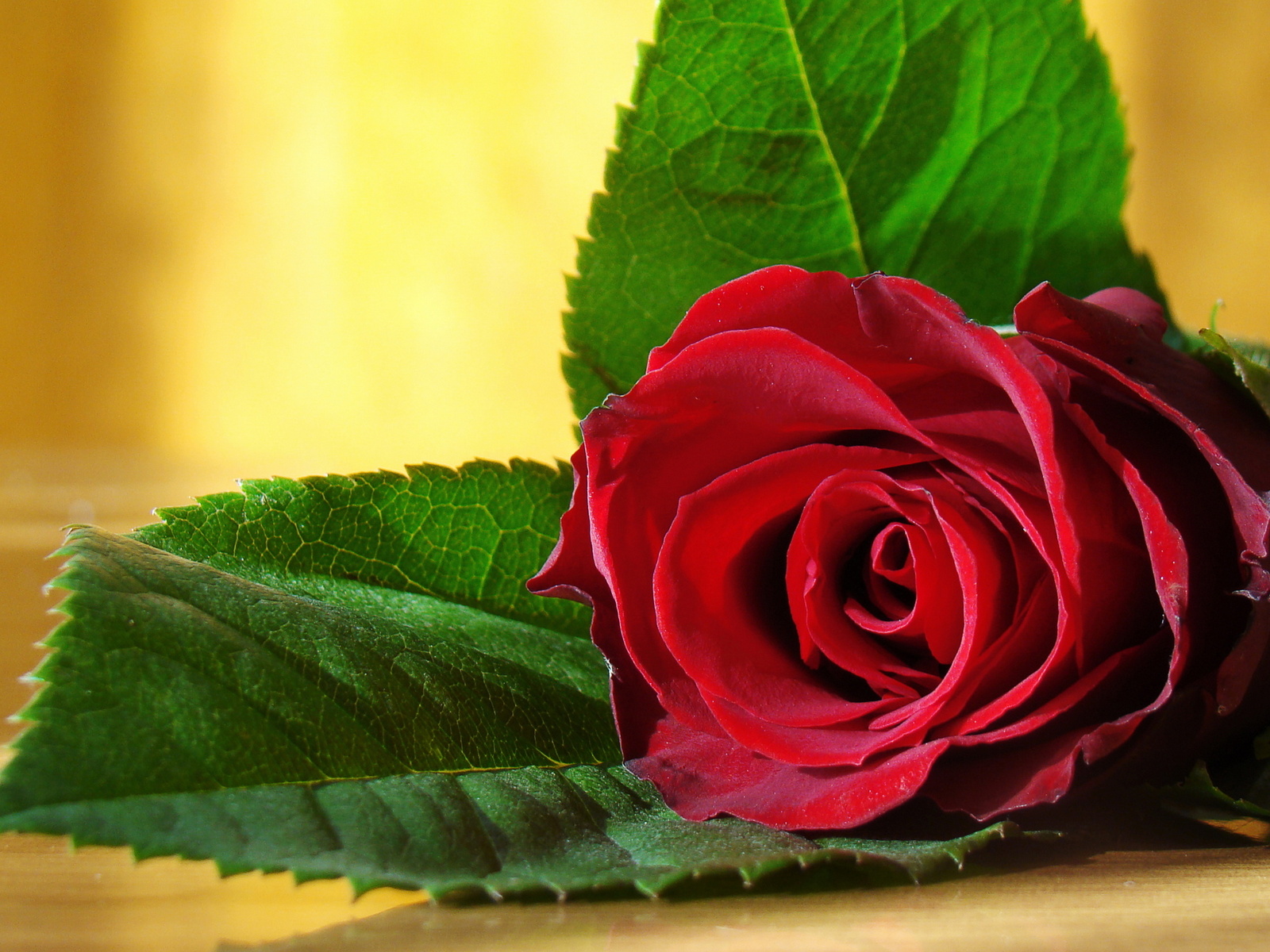 1600×1200 beautiful red rose wallpaper Nice Wallpapers