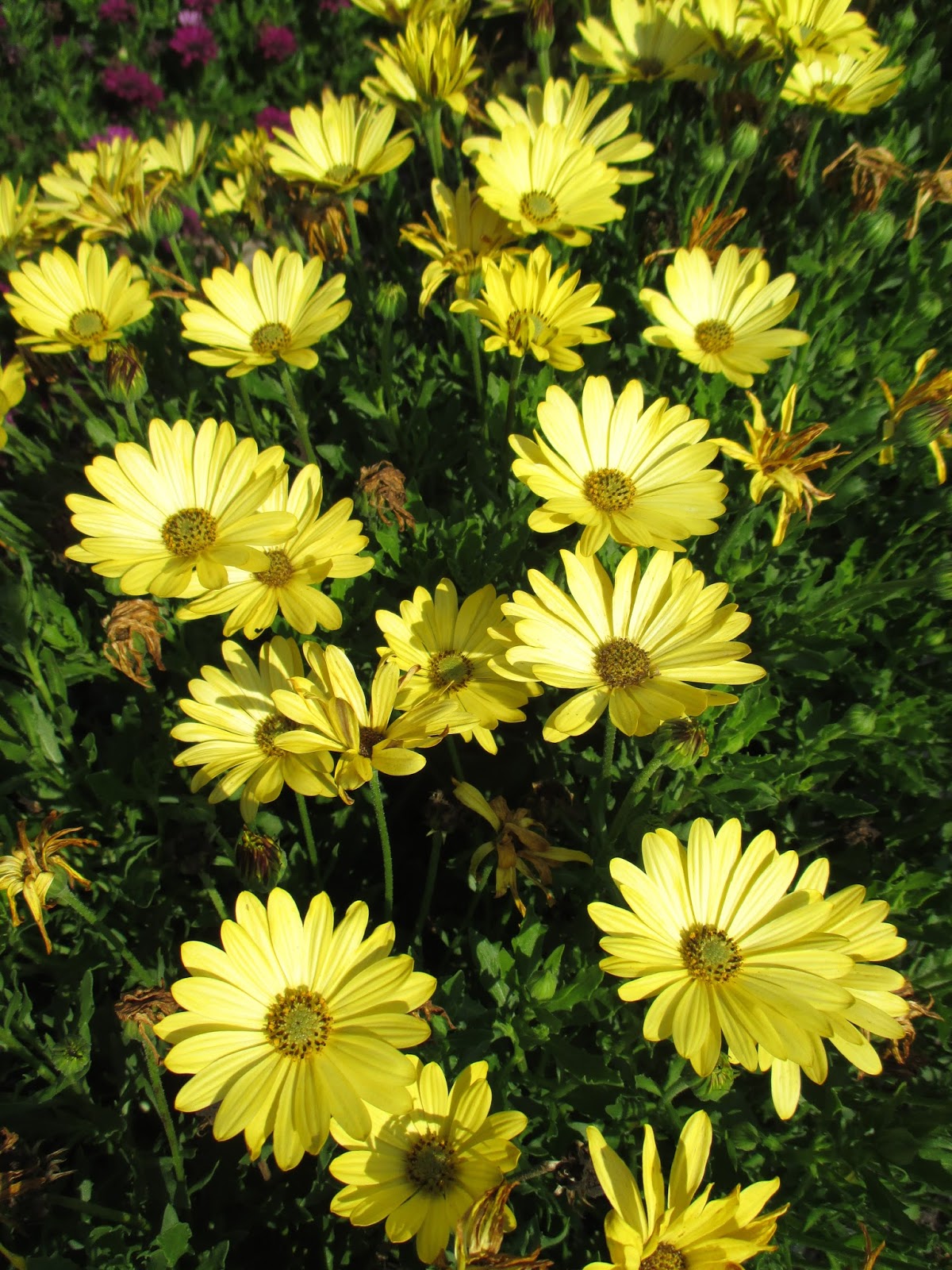 African Daisies (Osteospermum) Rotary Botanical Gardens