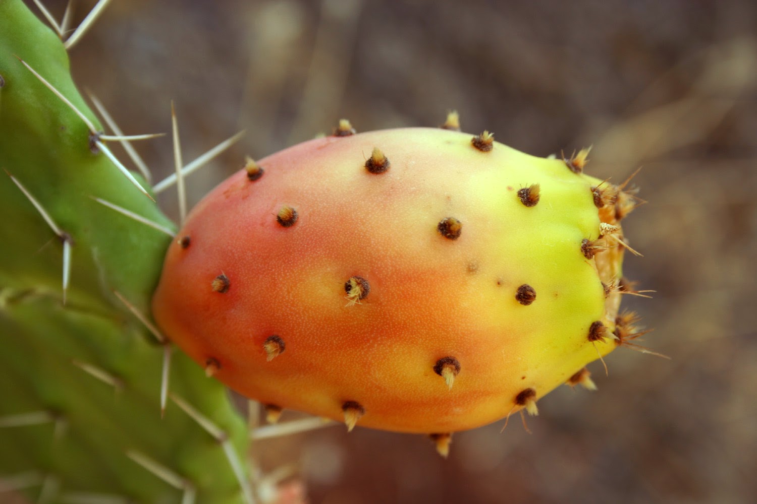 Animales y Plantas de Perú Tuna Opuntia ficusindica
