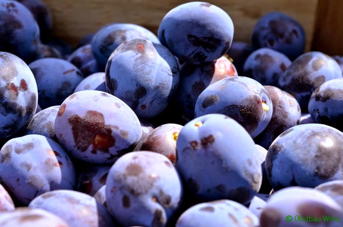 Zwetschgen Zwetschgen