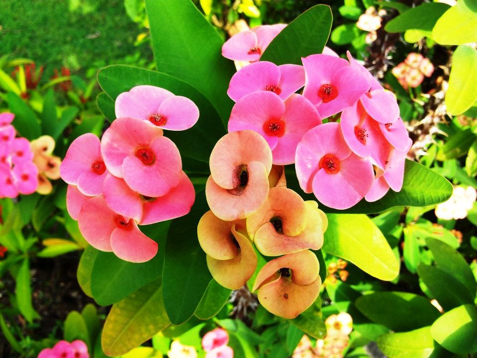 wilderness PH ZAMBOANGA HERMOSA