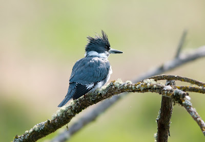 Belted Kingfisher Belted Kingfisher