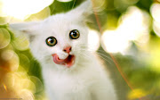 Blue Eyes Cat. cat wallpaper. cat animal wallpaper kucing little cute angora . cat 
