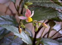 Begonia 'Hatacoa Silver'
