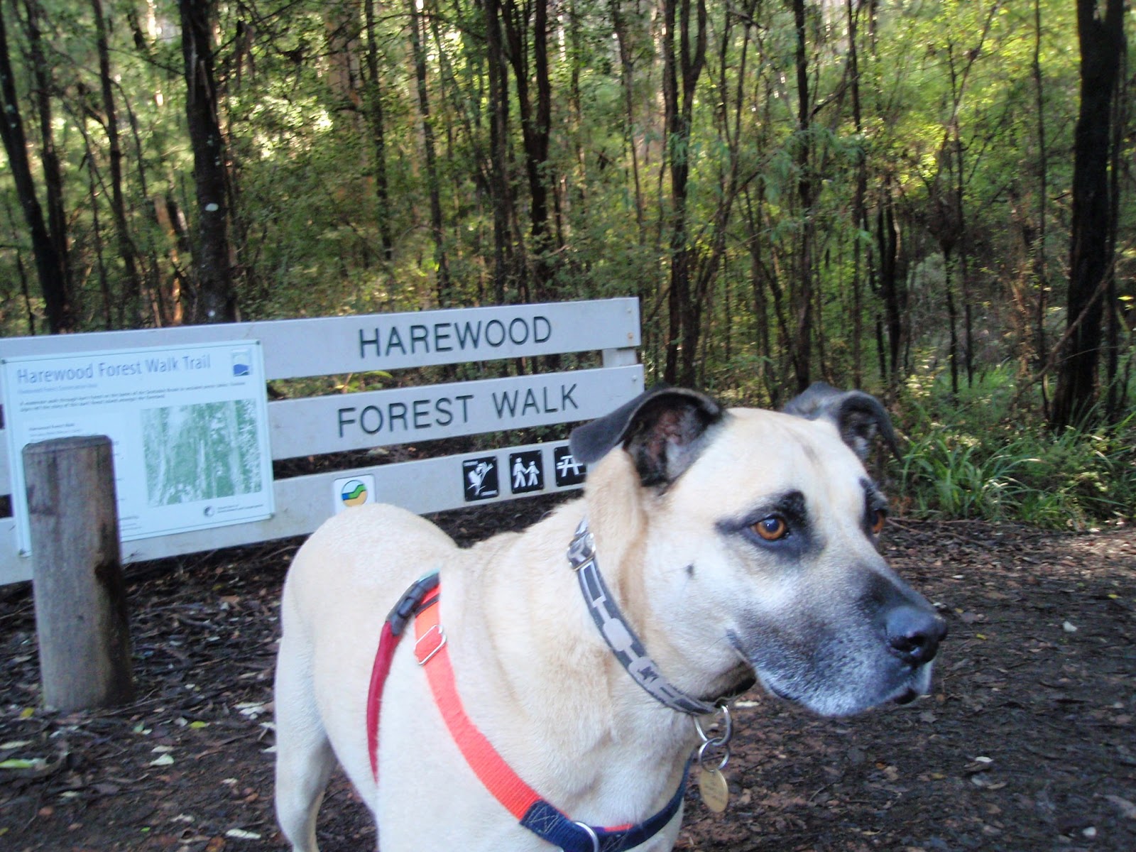 Jet's Furkid Palace Road Tripping with Dogs Denmark Western Australia