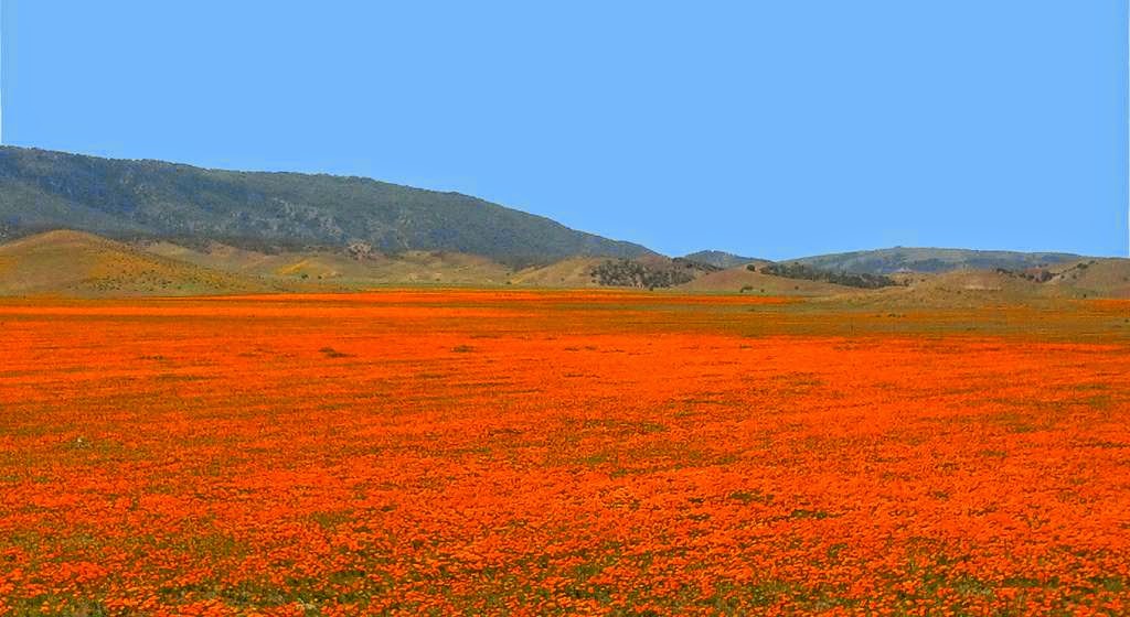 The California Poppy Reserve A Sea of Orange Happiness Kuriositas