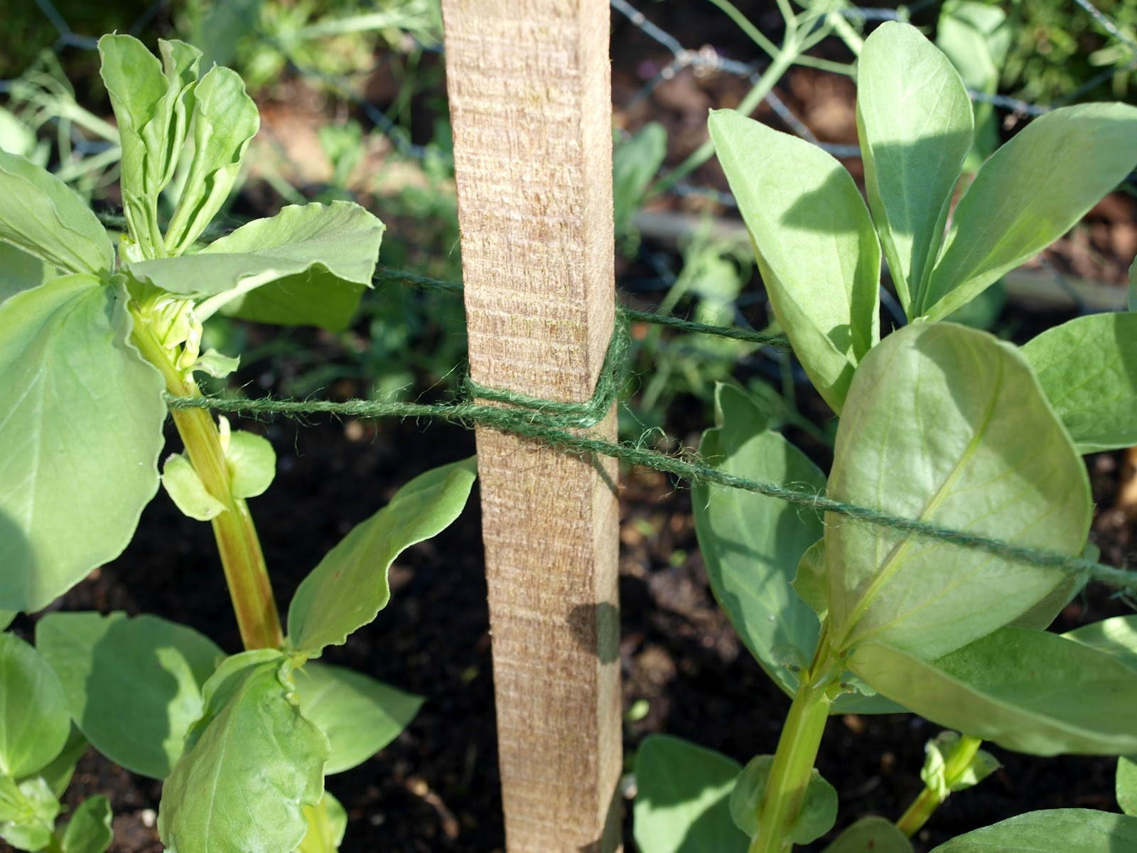 Mark�s Veg Plot Broad Beans