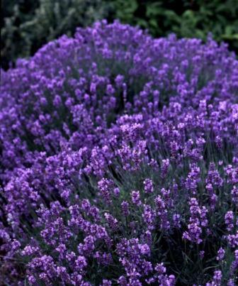 Lavandula vera - Florais de Saint Germain