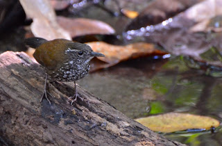 Sharp-Tailed Streamcreeper, Lochmias nematura