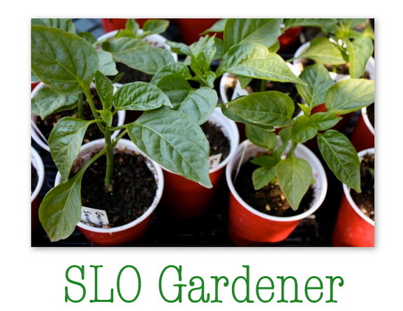 SLO Gardener