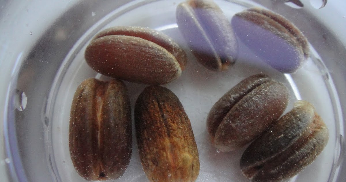 How To Grow Canary Date Palms From Seeds Self Sagacity