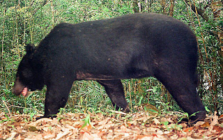 asian black bear
