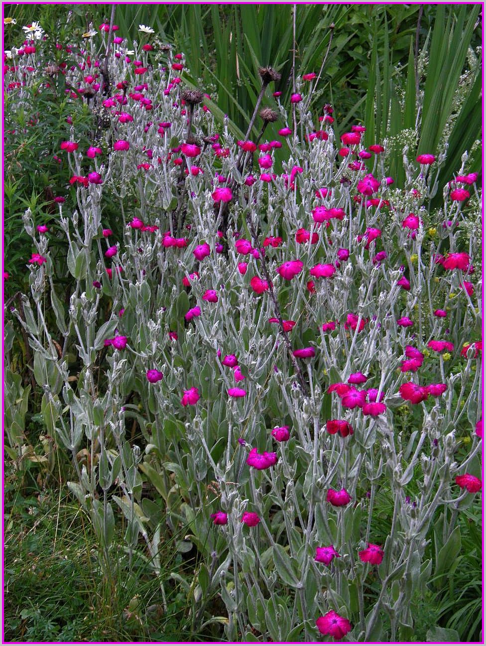 The Vermont Gardener Rose Campion