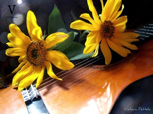 Sunflower storms