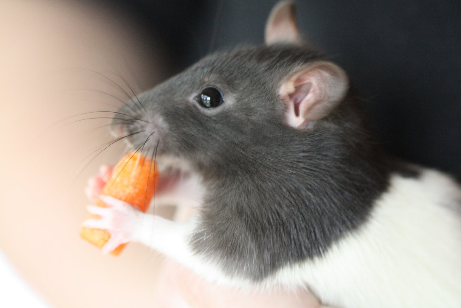 Happy Pets Pet Sitting Service Rats as Pets