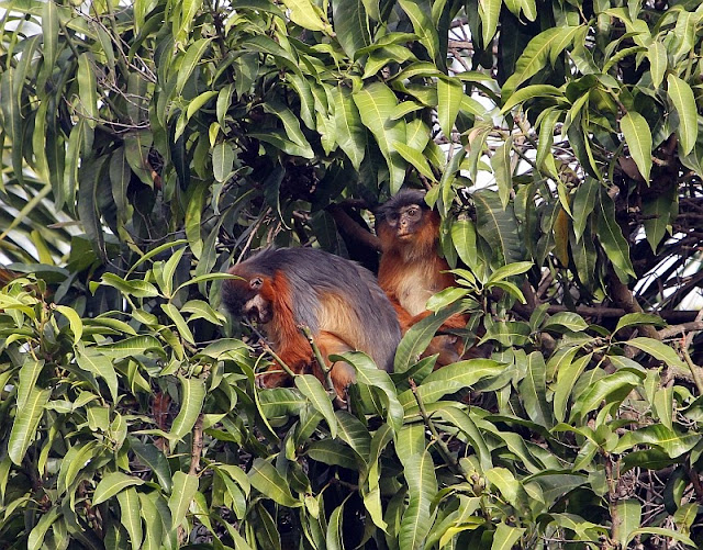 Western Red Colobus Western Red Colobus