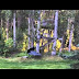 An Itty Bitty Black Bear Found Something He Really Likes Playing With In The Backyard.