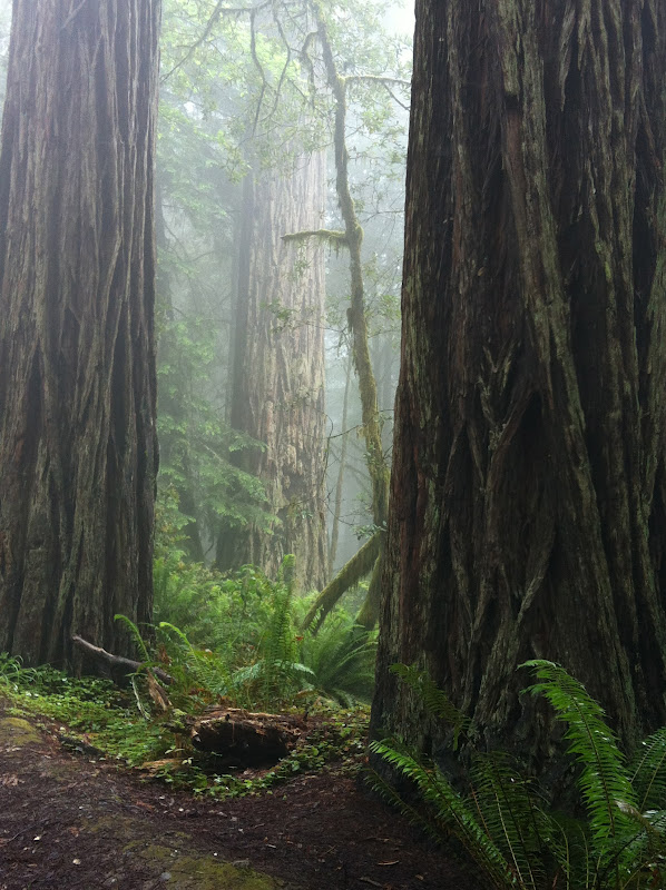 Road Trip Behind The Redwood Curtain Part 1 Northern California