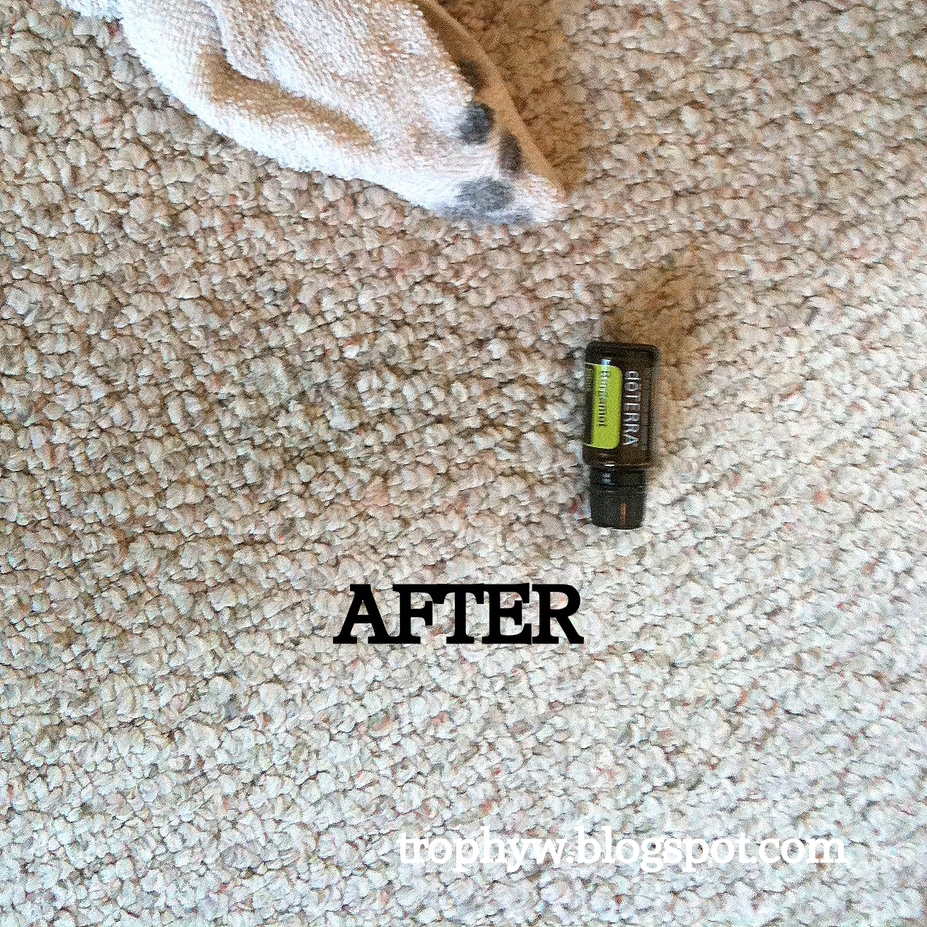 How To Remove Pva Paint From Carpets at Doris Martinez blog