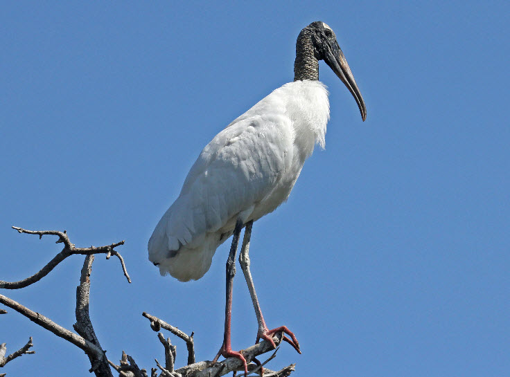 Wood Stork The Biggest Animals Kingdom