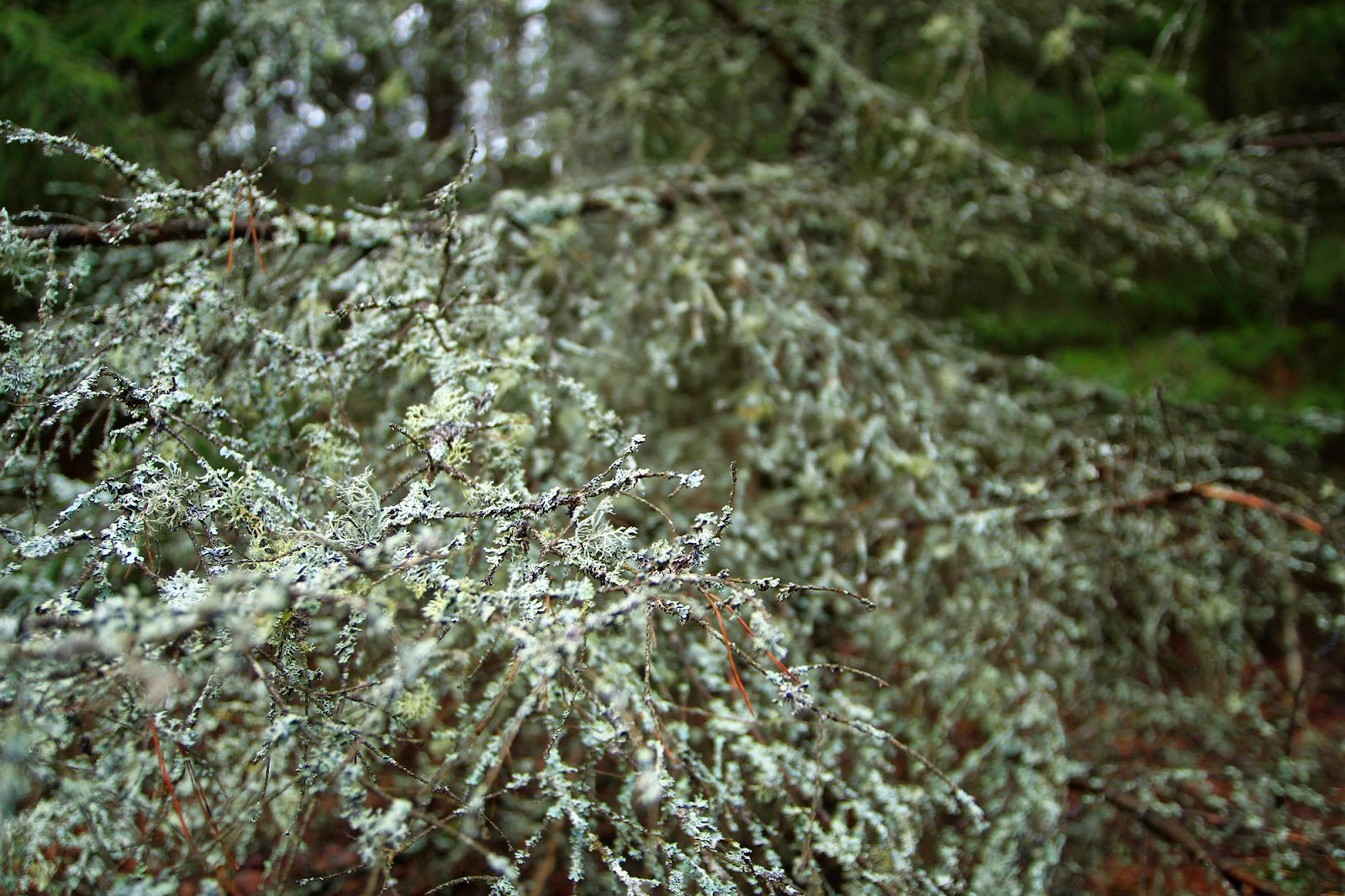 Gwiazdka w Puszczy - Ania w Podróży