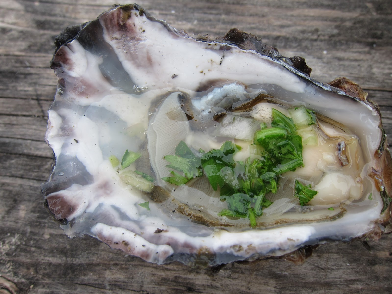 THE BIG EAT (55) A Dozen Sweetwater Oysters Hog Island Oysters