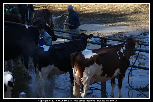 lavage des vaches à la foire Commerciale et Agricole de Sedan