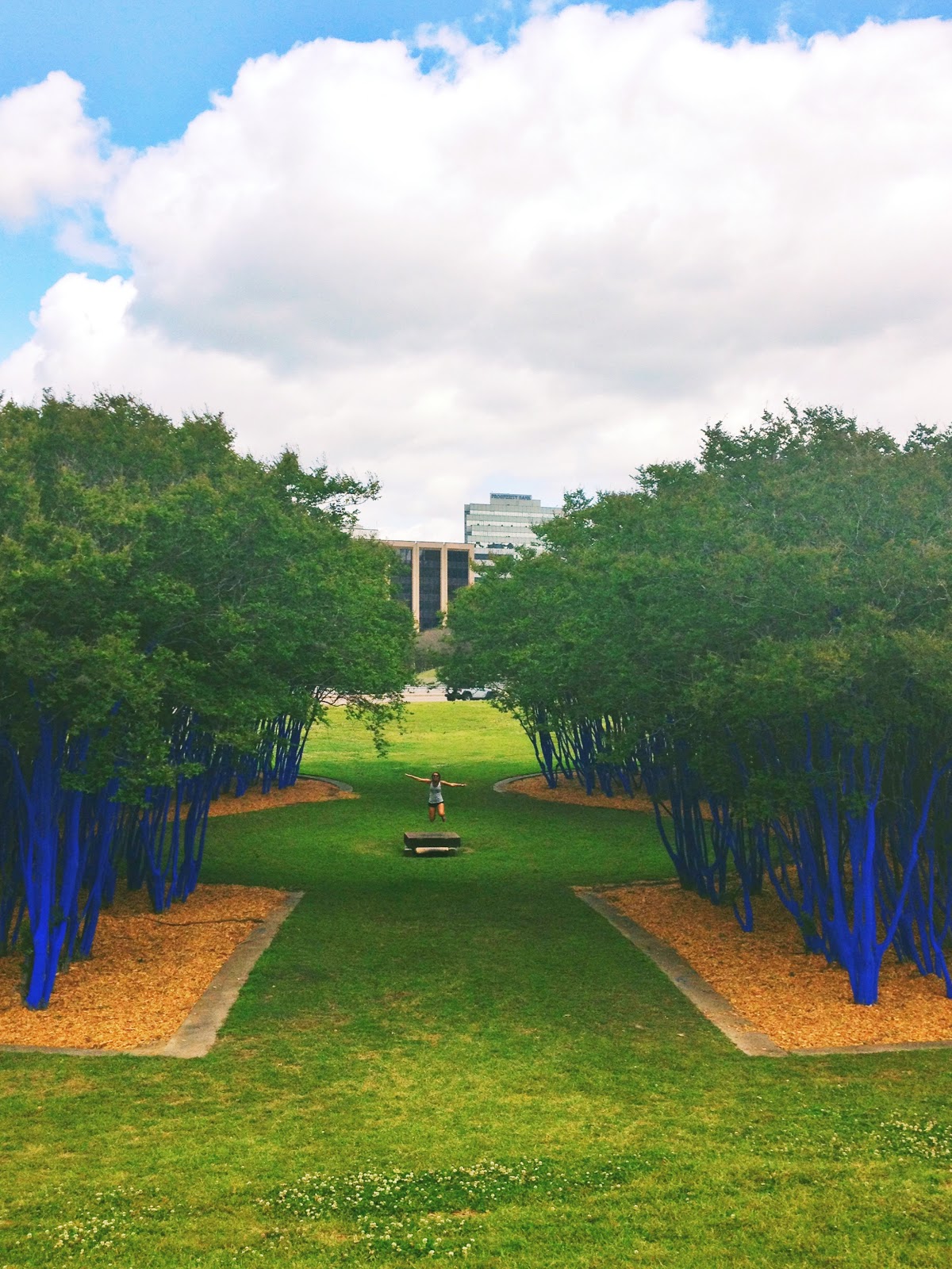Around Our Town Houston's Blue Trees
